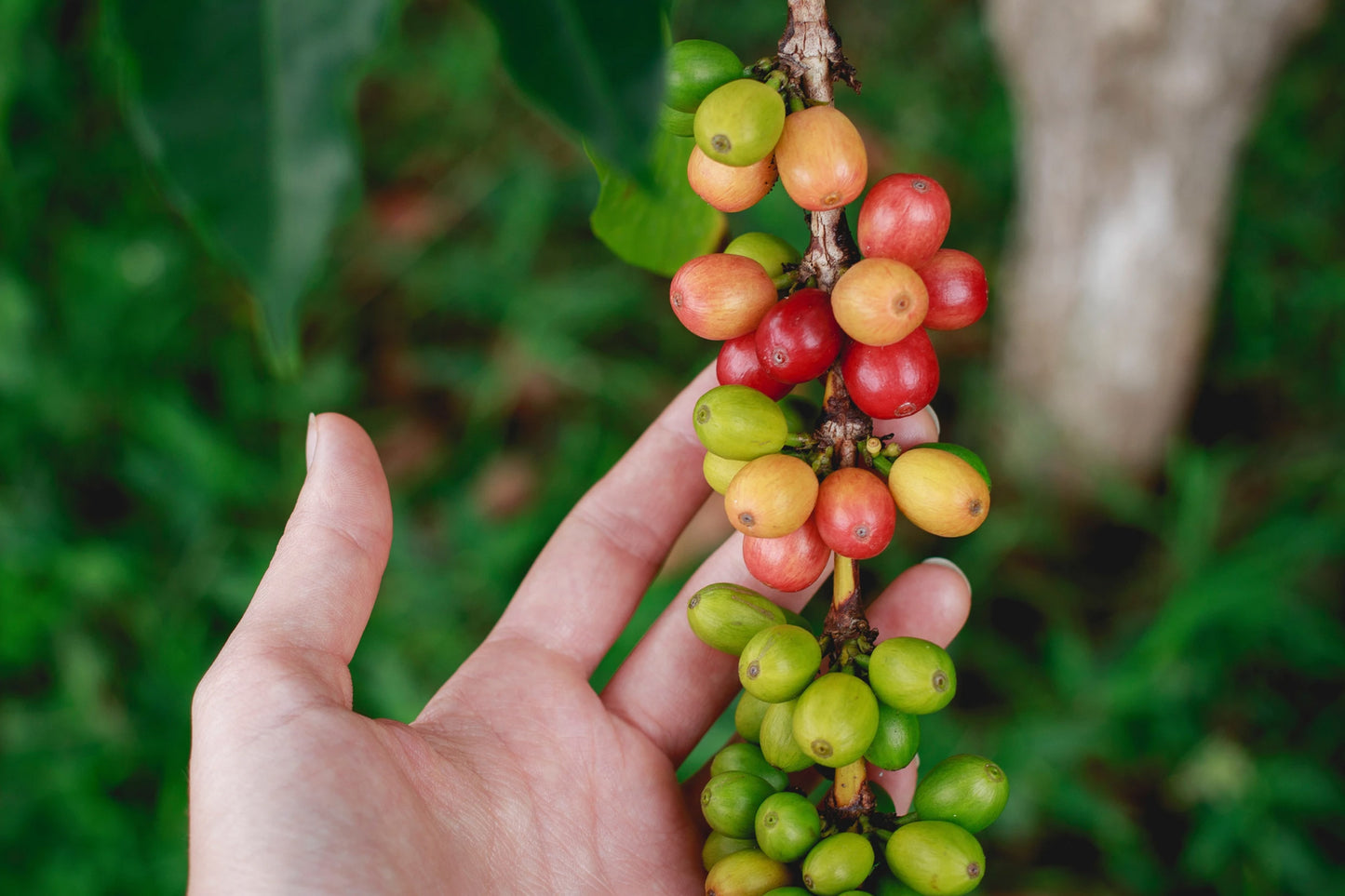 What do you mean coffee needs processing?