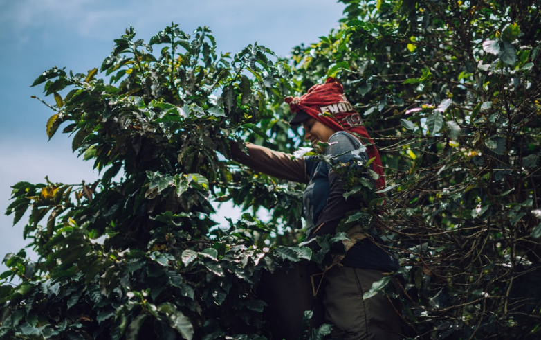 
                      
                        Colombia Coffee Exotic Selection - La Esmeralda Anaerobic Natural Caturron
                      
                    