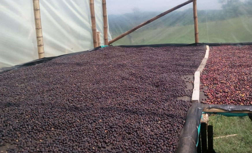 
                      
                        Colombia Coffee Exotic Selection - La Esmeralda Anaerobic Natural Caturron
                      
                    