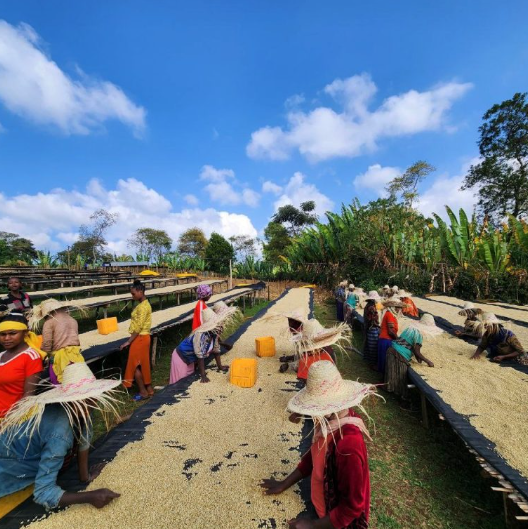 
                      
                        Ethiopia Coffee Single Origin-  Yirgacheffe Banko Taratu Washed
                      
                    