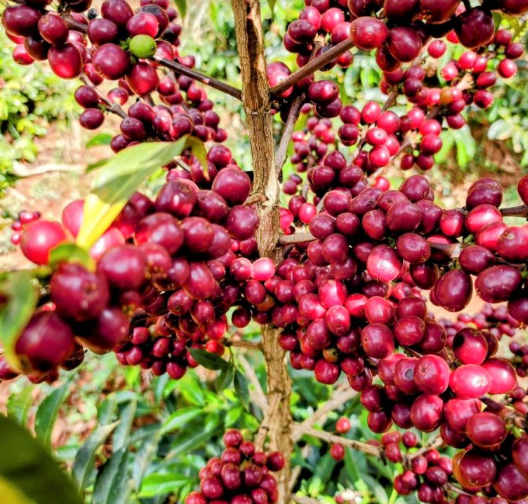 
                      
                        Ethiopia Coffee Single Origin-  Yirgacheffe Banko Taratu Washed
                      
                    