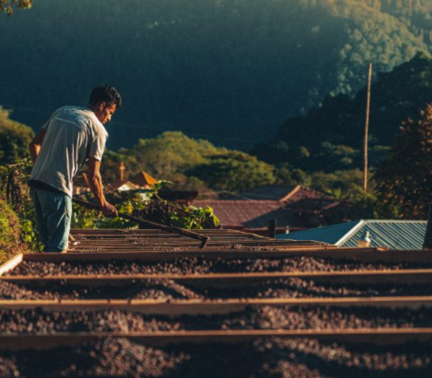 
                      
                        Honduras Coffee Exotic Selection - "Moises Hernandez" Pacas Honey
                      
                    
