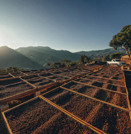 
                      
                        Honduras Coffee Exotic Selection - "Moises Hernandez" Pacas Honey
                      
                    