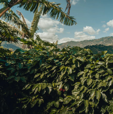 
                      
                        Honduras Coffee Exotic Selection - "Moises Hernandez" Pacas Honey
                      
                    