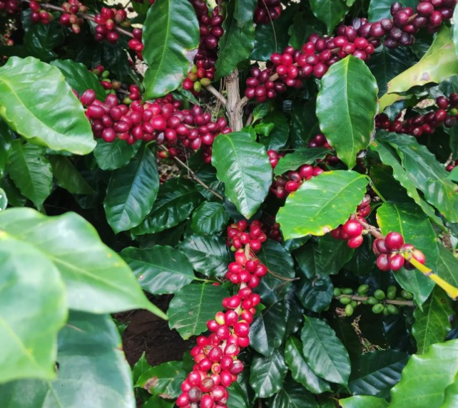 
                      
                        Honduras Coffee Exotic Selection - "Moises Hernandez" Pacas Honey
                      
                    