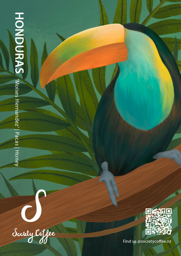 
                      
                        Honduras Coffee Exotic Selection - "Moises Hernandez" Pacas Honey
                      
                    