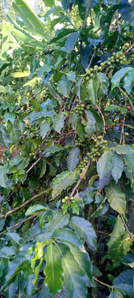 
                      
                        Kenya Coffee Single Origin-  Kenya Amurangi Nyambene AA Washed
                      
                    