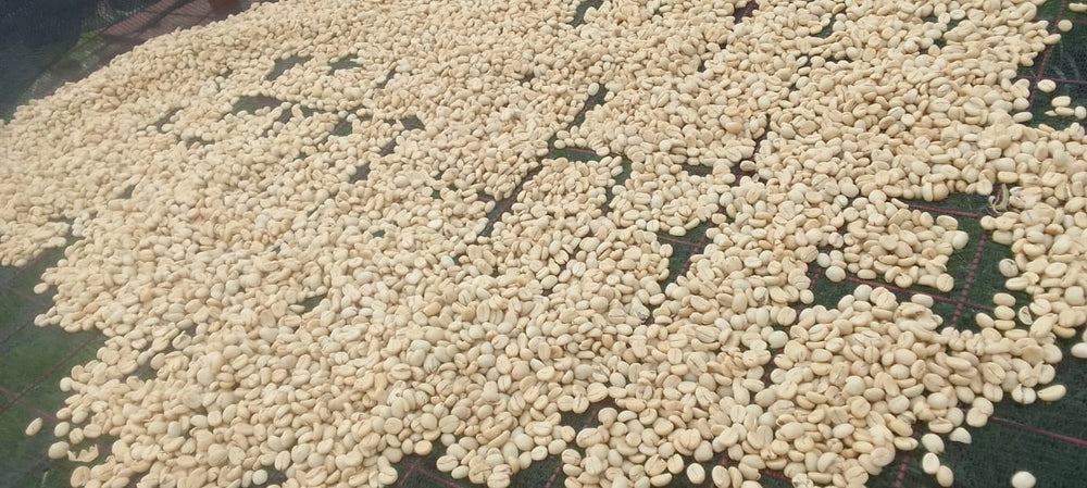 
                      
                        Kenya Coffee Single Origin-  Kenya Amurangi Nyambene AA Washed
                      
                    