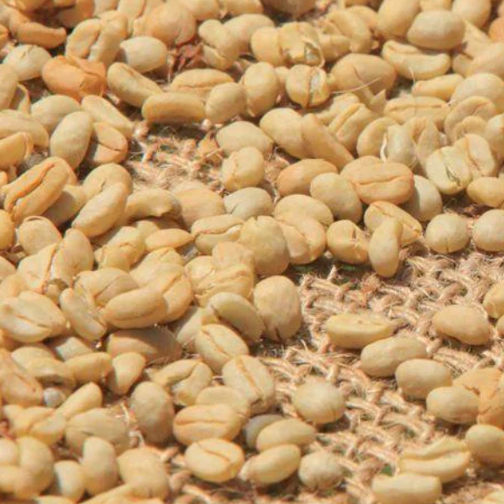 
                      
                        Ethiopia Coffee - Sidamo Dara Natural
                      
                    