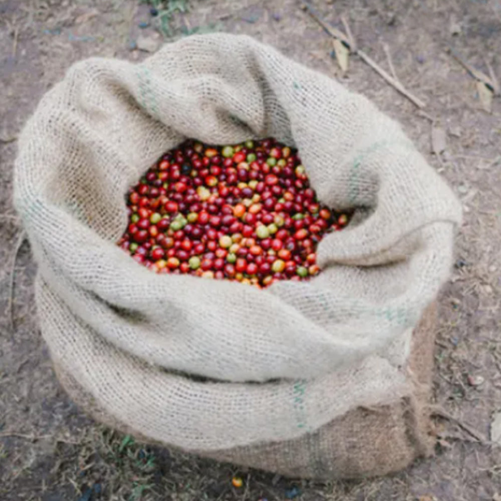 
                      
                        Ethiopia Coffee - Sidamo Dara Natural
                      
                    